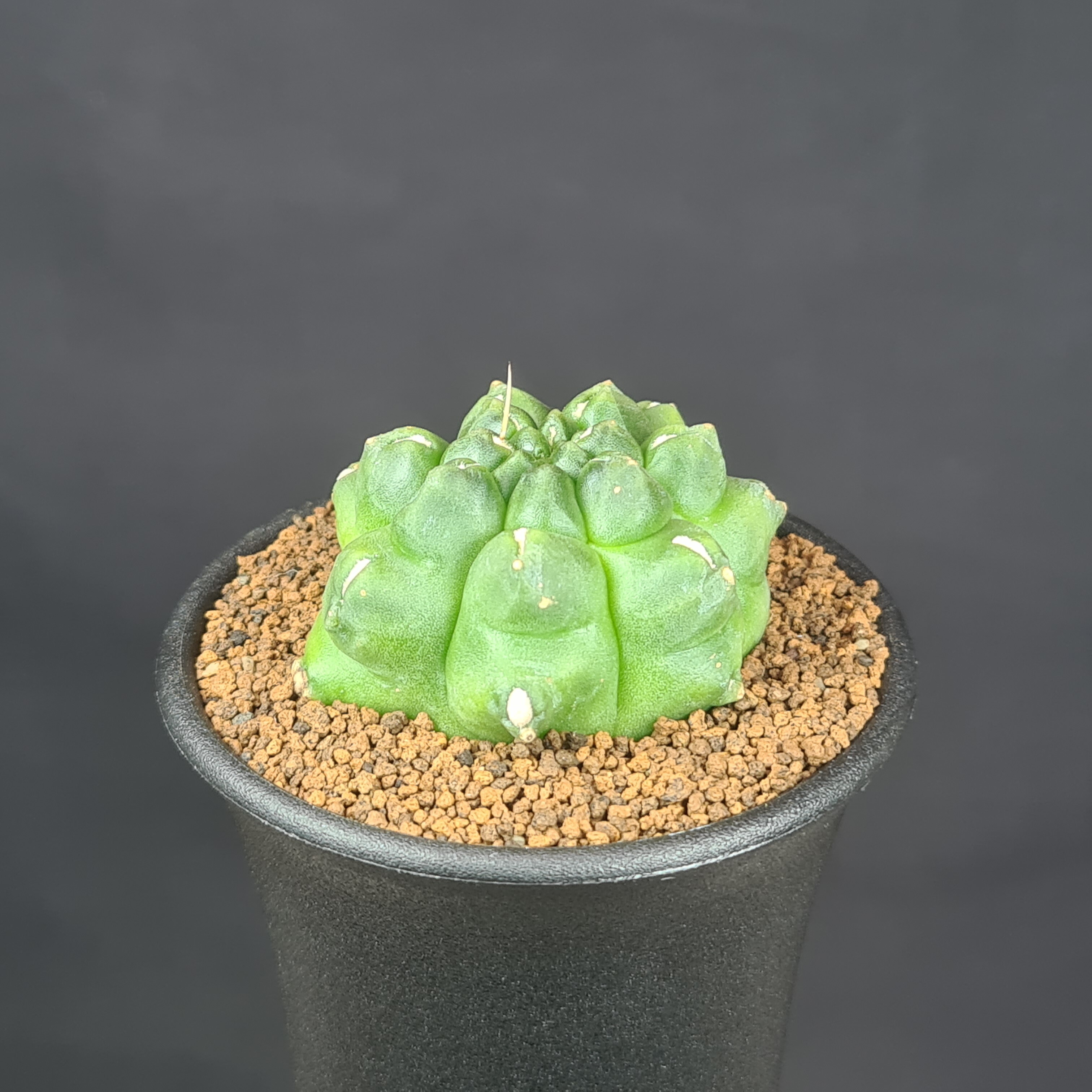 守殿玉 モンスト 2026年最新】守殿玉の人気アイテム - メルカリ