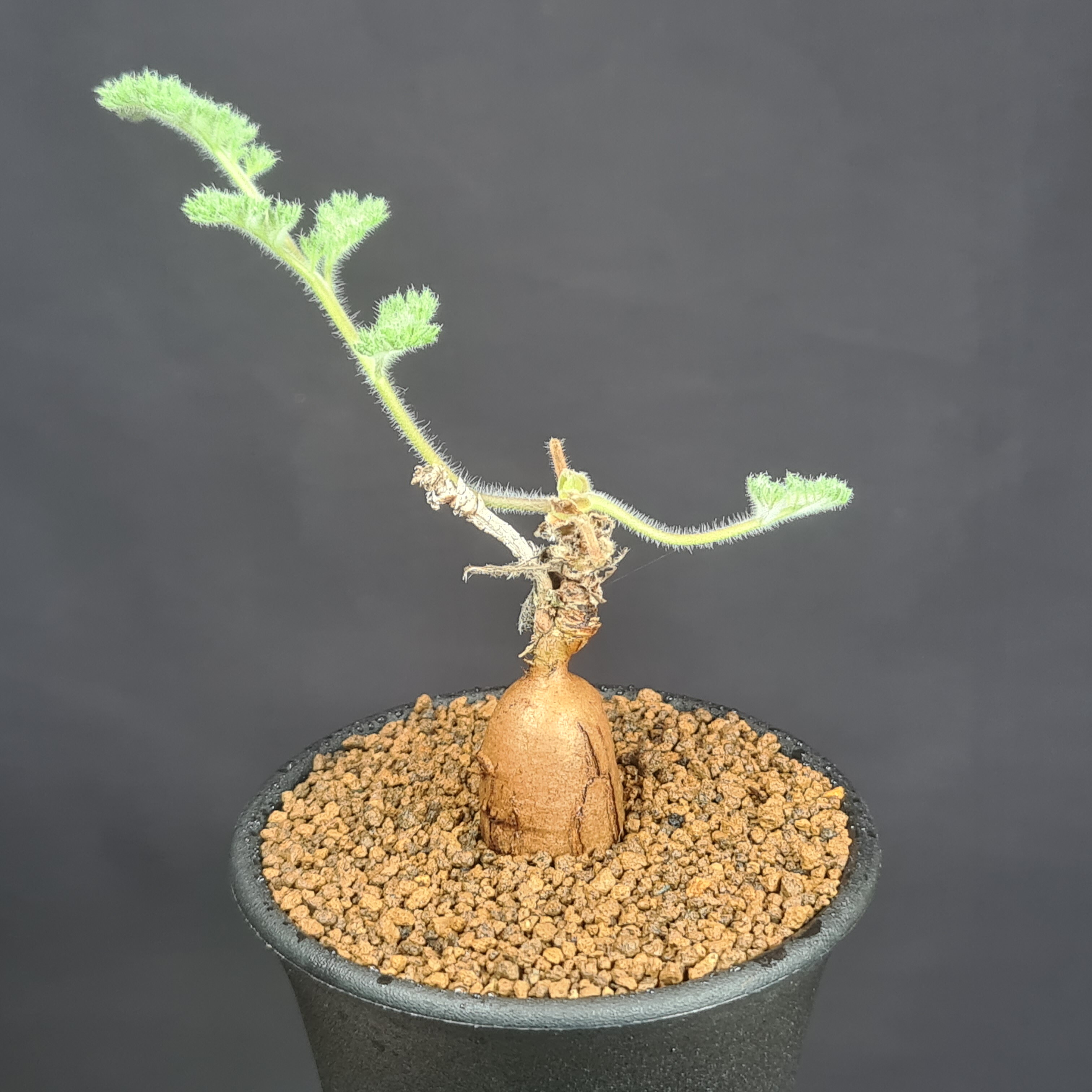 楽天市場】ペラルゴニウム・トリステ (実生) 7.5cm鉢 カクタス長田