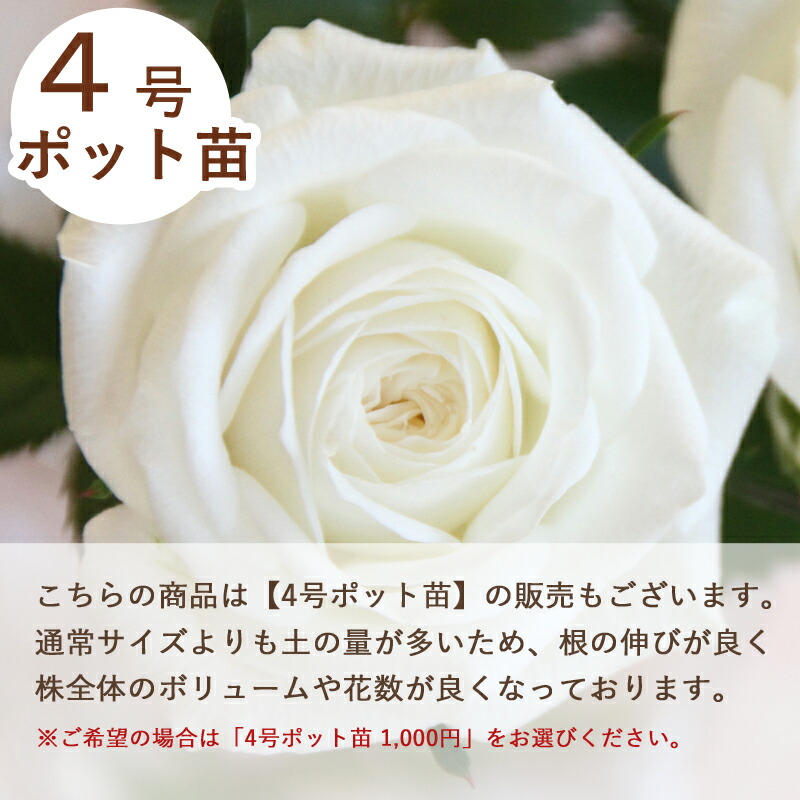 楽天市場】ほまれ【ミニバラ苗】バラ苗 四季咲き 花壇 花 バラ 薔薇