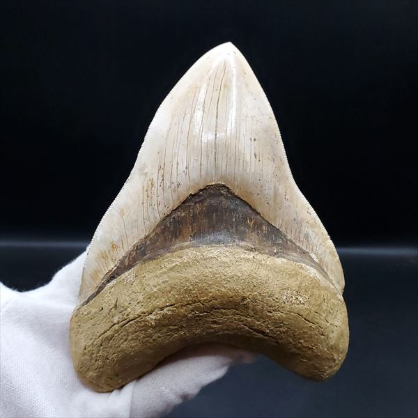 楽天市場】【送料無料】【メガロドン /化石/歯/恐竜】極上 メガロドン
