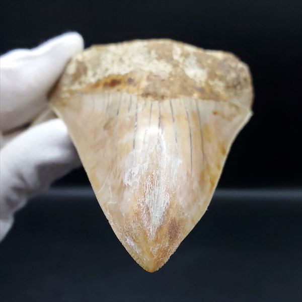 楽天市場】【送料無料】【メガロドン /化石/歯/恐竜】極上 メガロドン