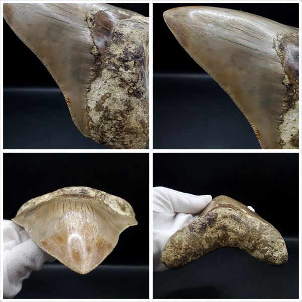 楽天市場】【送料無料】【メガロドン /化石/歯/恐竜】極上 メガロドン