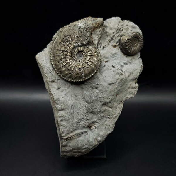 楽天市場】【送料無料】【アンモナイト/化石/黄鉄鉱】 希少 母岩付き