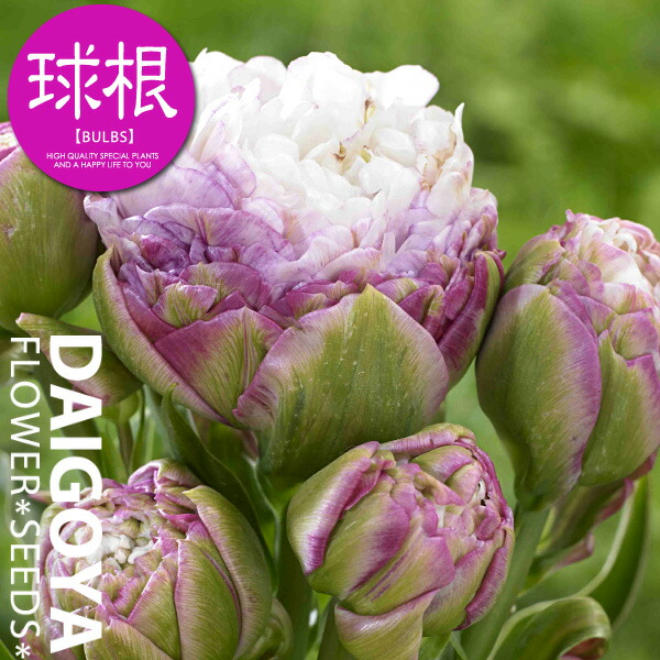 楽天市場】チューリップ 枝咲アイスクリーム ペギーワンダー（八重白