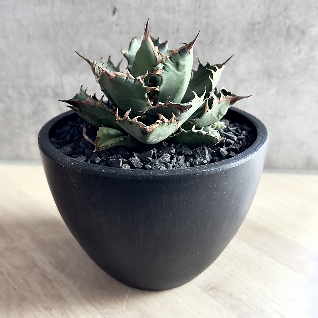 楽天市場】agave titanota No1アガベ チタノタ ナンバーワン 【観葉