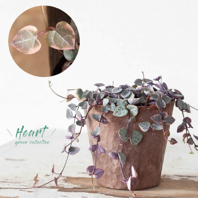 楽天市場】人気のピンク斑！ハートカズラ・レディーハート（鉢色お任せ