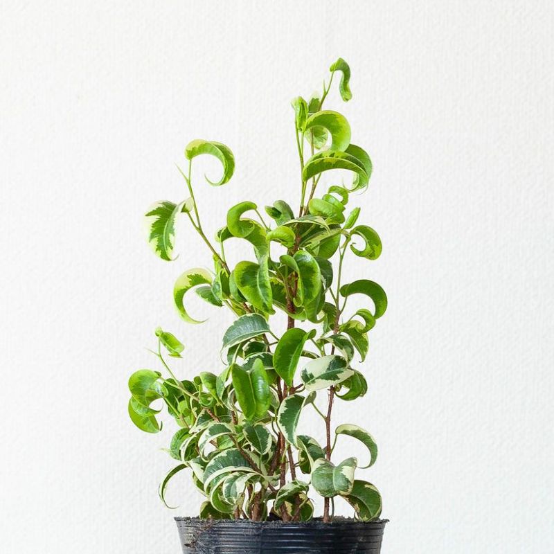 楽天市場】くるくるっ！葉がカールする斑入りベンジャミン「シタシオン