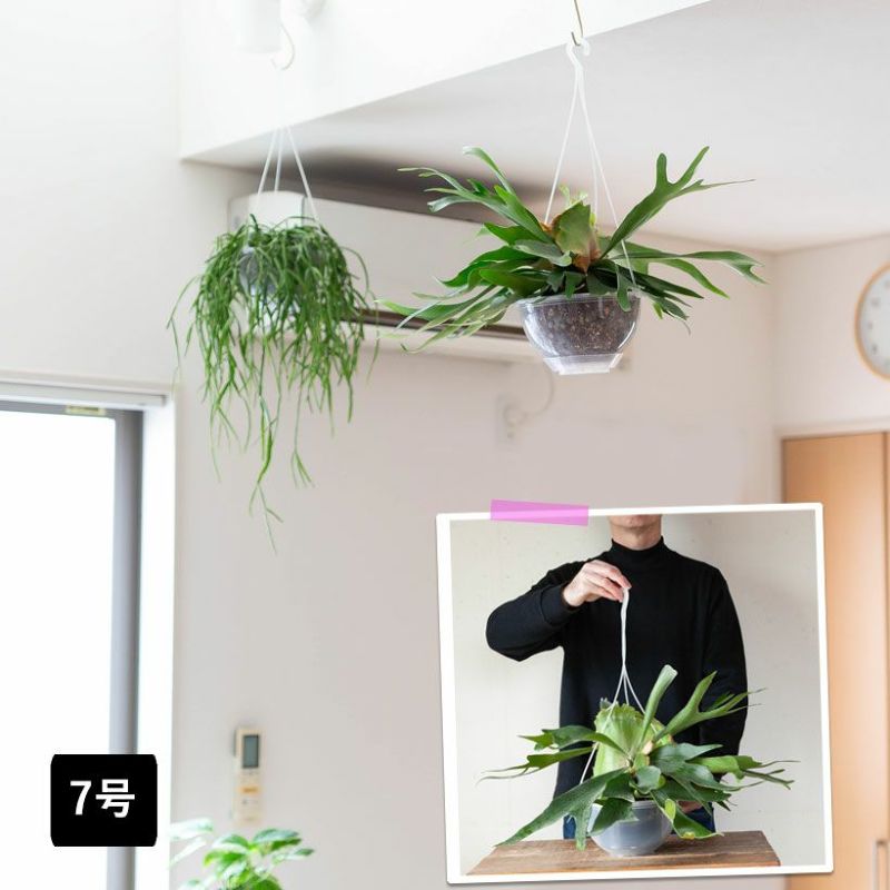楽天市場】ハンギングプランター ( 透明 吊り鉢 ) 植木鉢 鉢 観葉植物