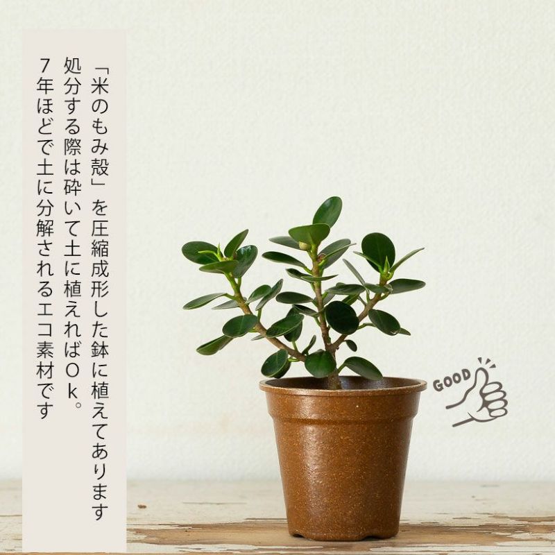 楽天市場】「パンダガジュマル」を環境に配慮したecoポットに植えて