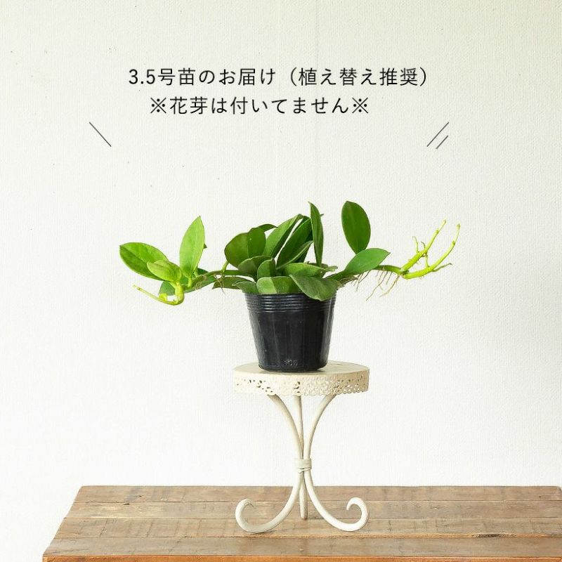 楽天市場】ホヤ・パキクラダ3.5号苗（丈夫で、花も咲きやすい品種