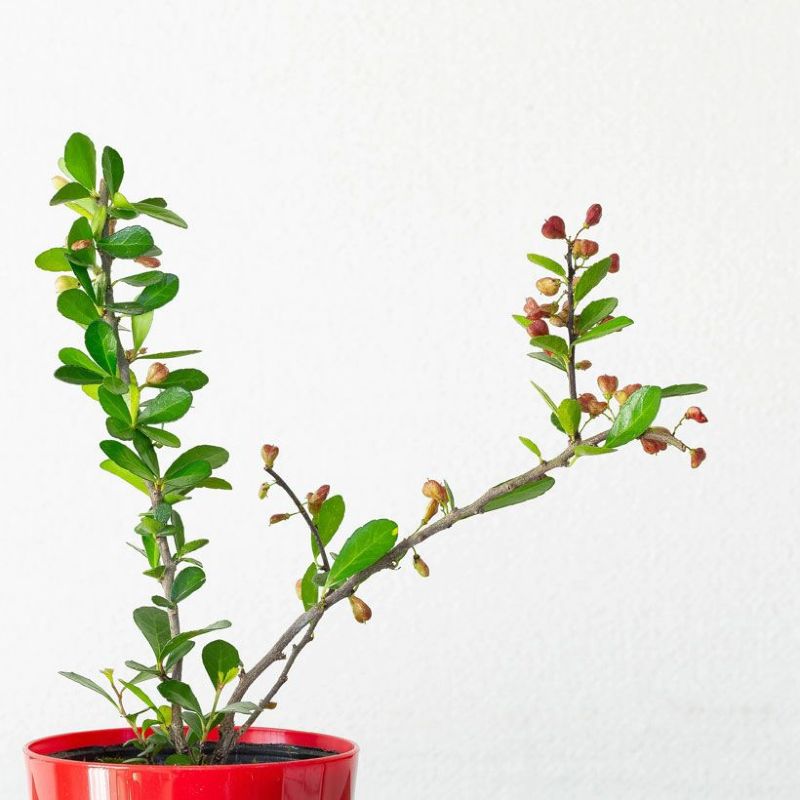 楽天市場】ハートが実る木（ハリツルマサキ）。花言葉は「小さな幸せ