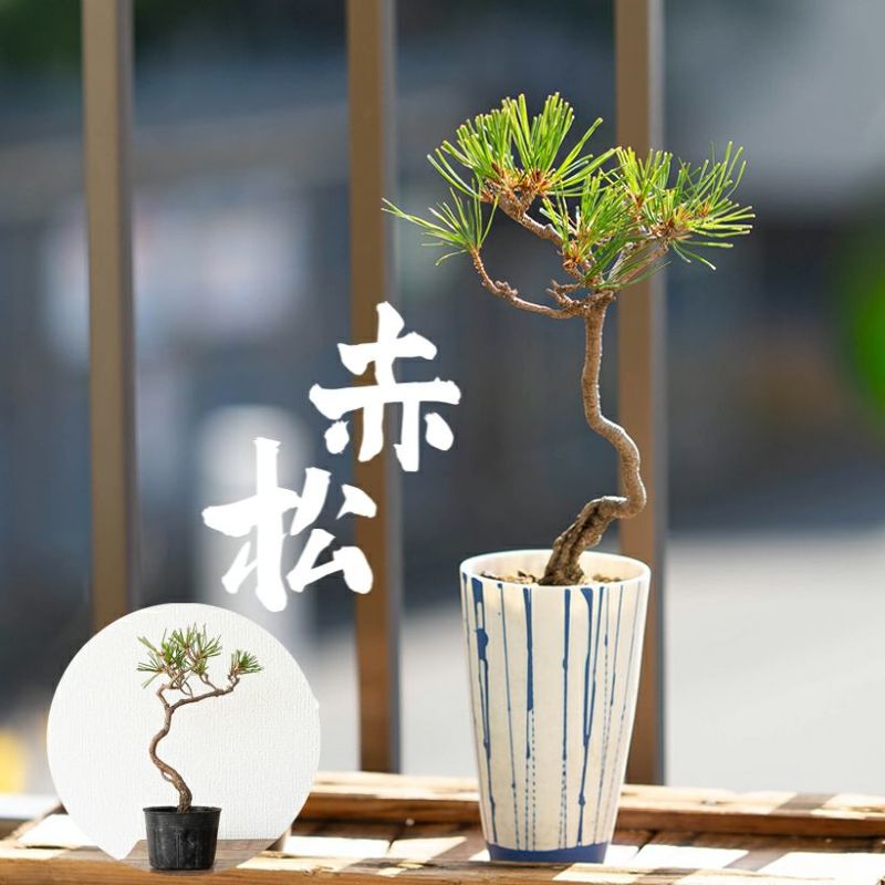 楽天市場】【写真で選べる】年数かけた、赤松ミニ盆栽の苗ぼんさい