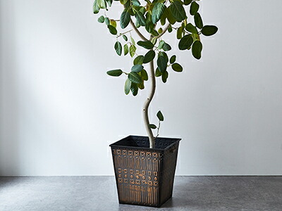 楽天市場】☆新春クリアランス30%OFFクーポン発行中！☆ 男前 角 大型