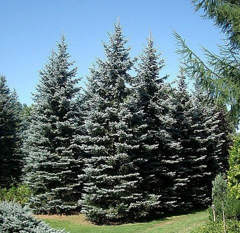 楽天市場】花木 庭木の苗/ピセアプンゲンス（プンゲンストウヒ