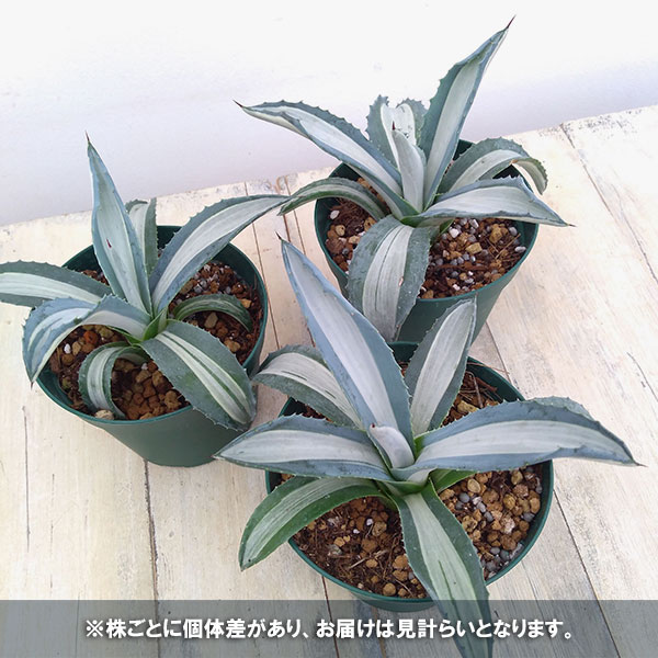 楽天市場】観葉植物/アガベ：アメリカーナ メディオピクタ(華厳) 3.5号