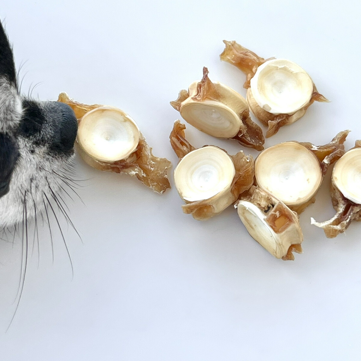 楽天市場】サメ軟骨 ラムネ 関節 カルシウム コンドロイチン 無着色 無