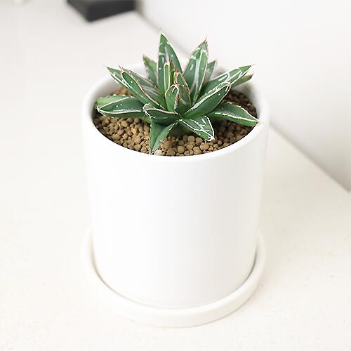 楽天市場】＼ポイント5倍／アガベ ビクトリアエ レギナエ (笹の雪