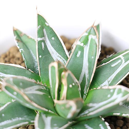 楽天市場】＼ポイント5倍／アガベ ビクトリアエ レギナエ (笹の雪