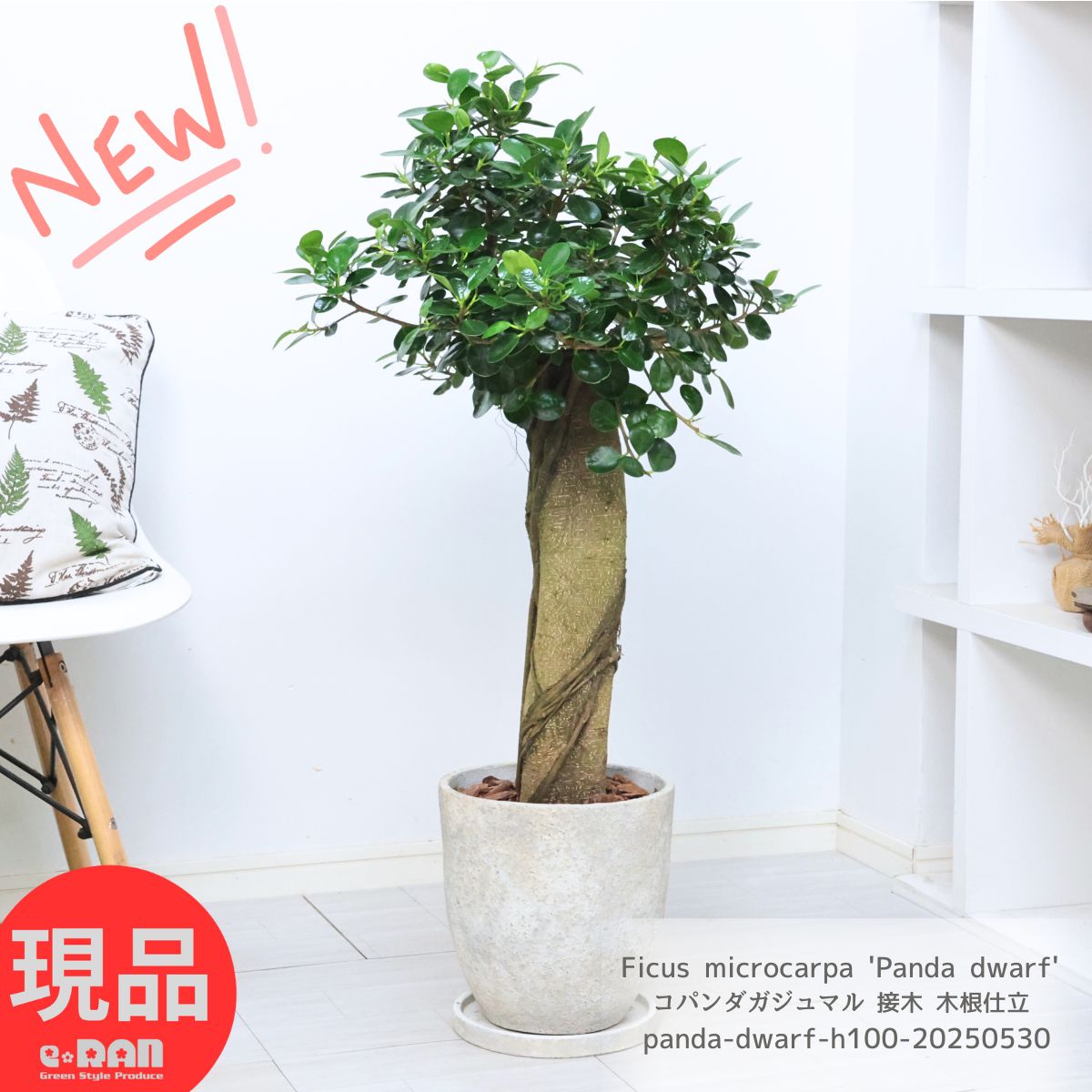 楽天市場】観葉植物 希少種 コパンダガジュマル 気根仕立 接木 8号