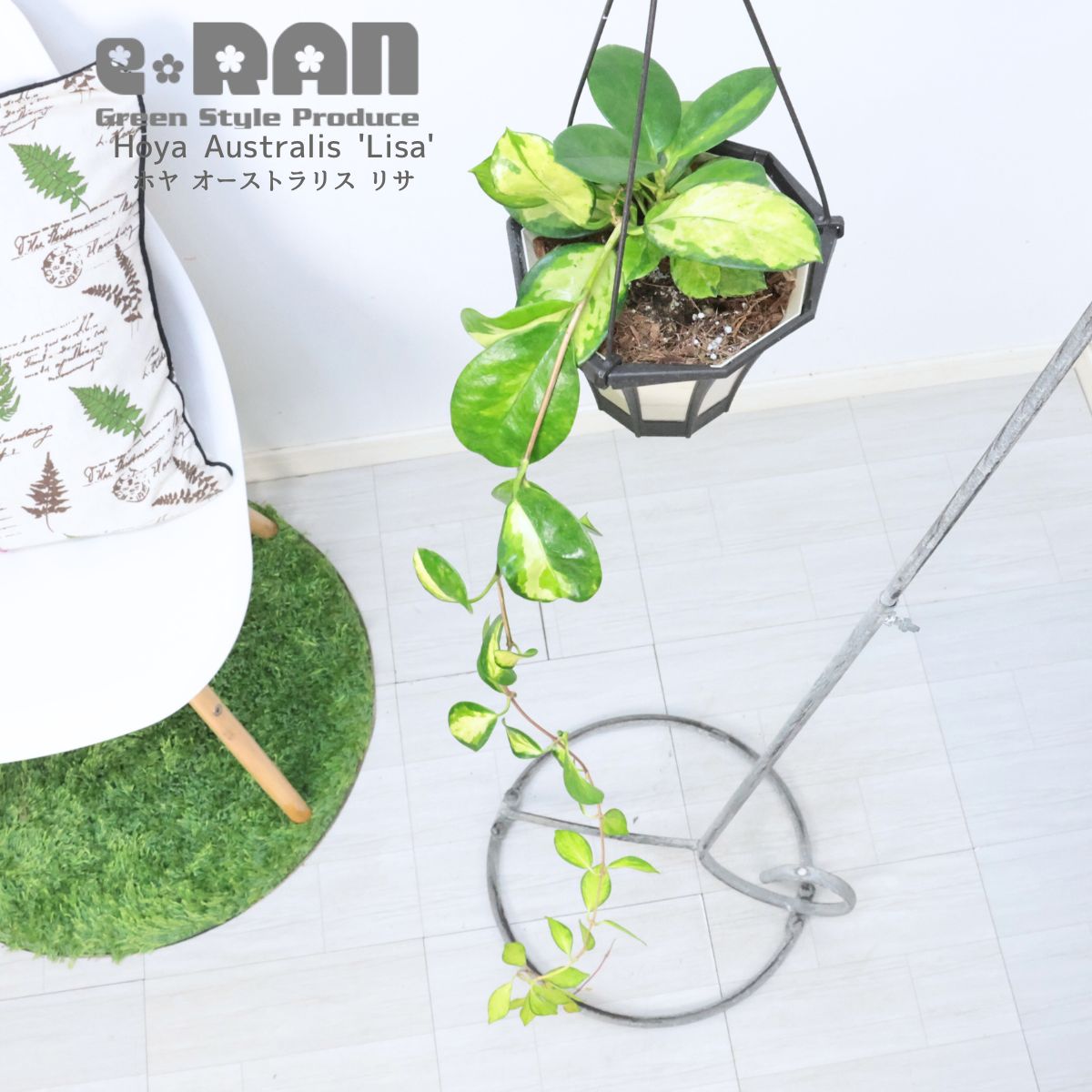 楽天市場】観葉植物 ハイブリッド種 ホヤ オーストラリス リサ 5号吊り