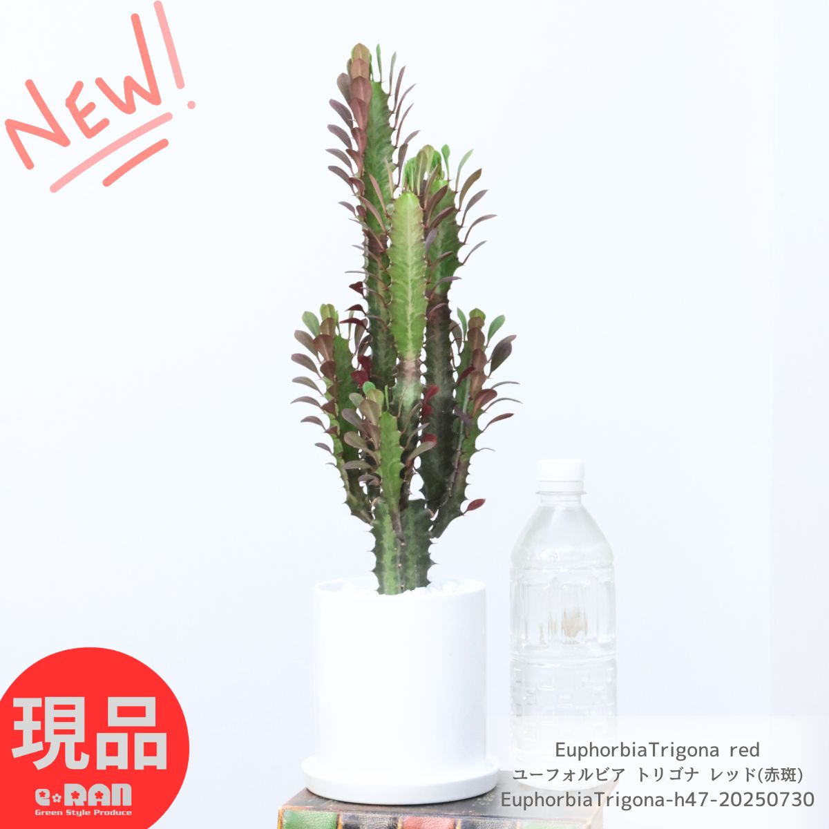 楽天市場】多肉植物 ユーフォルビア トリゴナ レッド(赤斑) 高さ約47cm