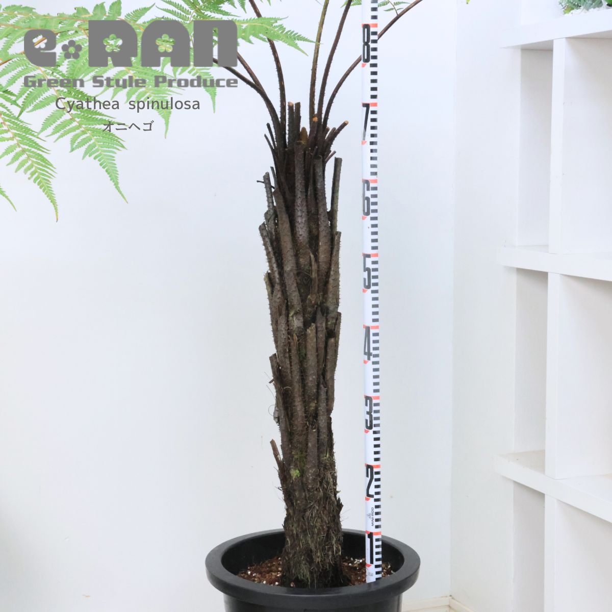 楽天市場】希少種 シダ植物 オニヘゴ 10号鉢 高さ約150cm 希少種