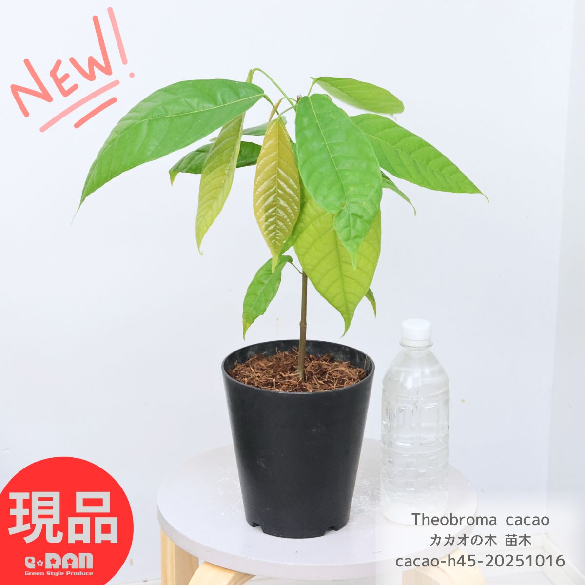 楽天市場】【現品発送】入手困難 カカオの木 苗木 5号鉢 高さ約45cm