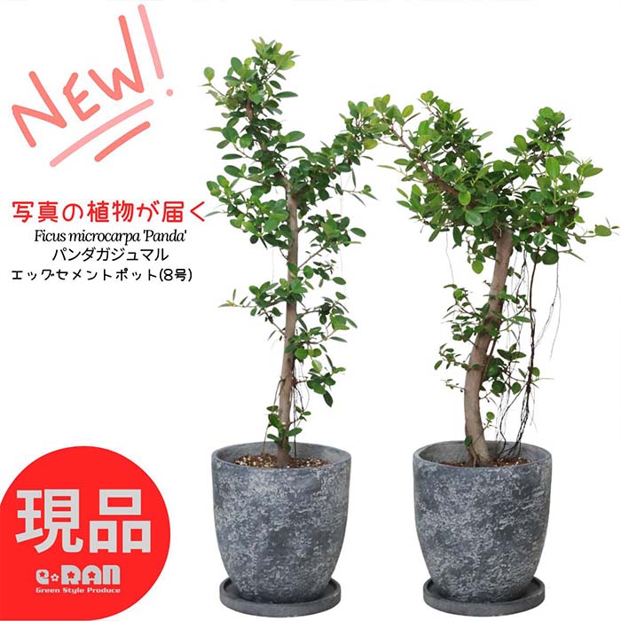 楽天市場】【選べる現品発送】観葉植物 パンダ ガジュマル 8号サイズ