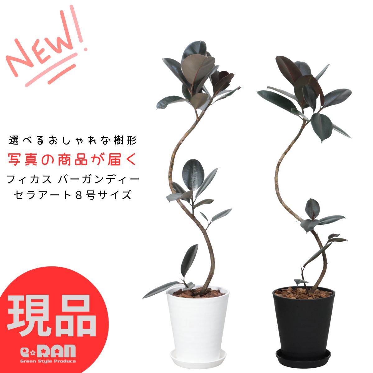 楽天市場】フィカス アフリカンプリンス（花・観葉植物｜花・ガーデン
