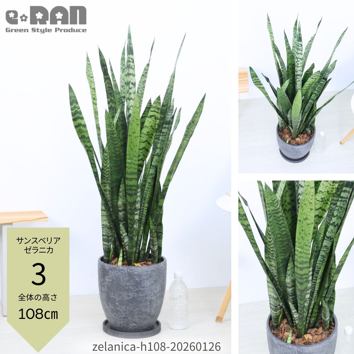 楽天市場】【選べる現品発送】 観葉植物 サンスベリア ゼラニカ 高さ80