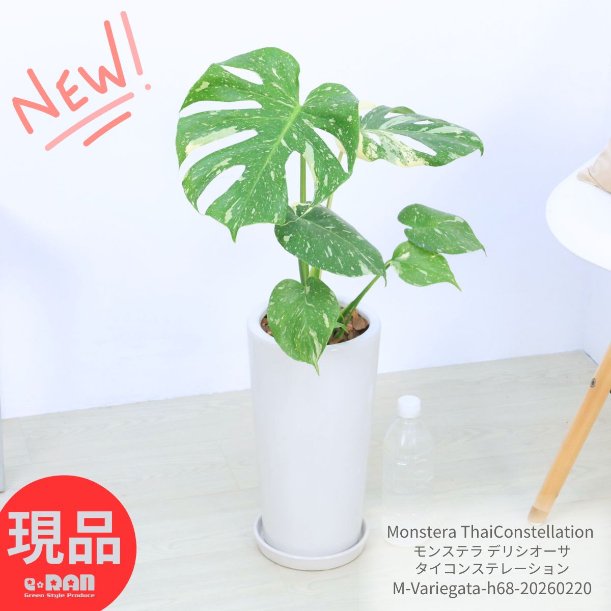 楽天市場】極上株 斑入り モンステラ デリシオーサ タイコンステ
