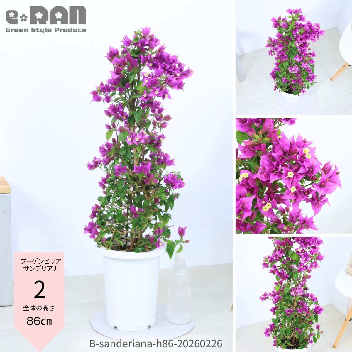 楽天市場】ブーゲンビリア 苗の通販