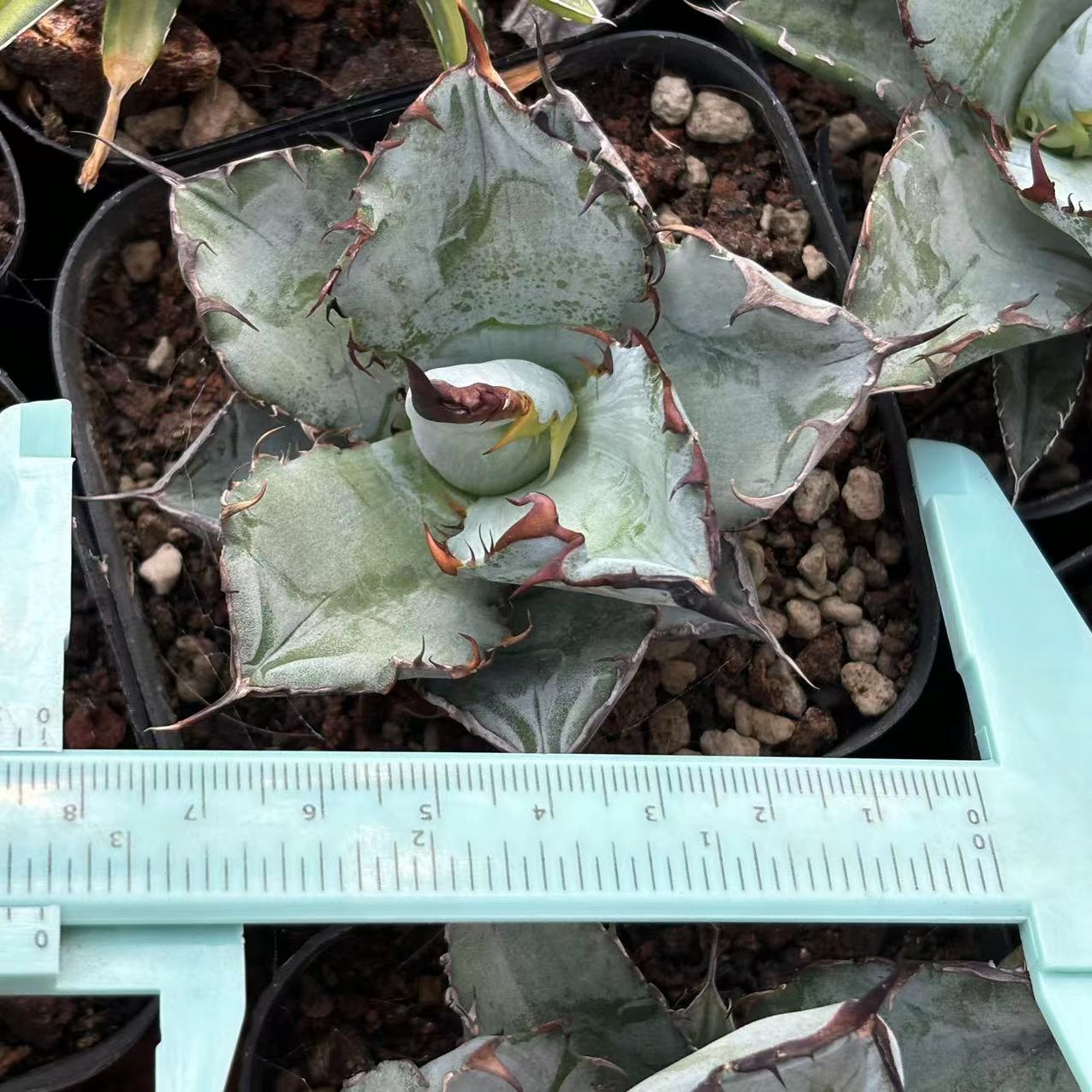 楽天市場】極上株アガベチタノタ ブラックアンドブルー 強棘 黒刺 2株