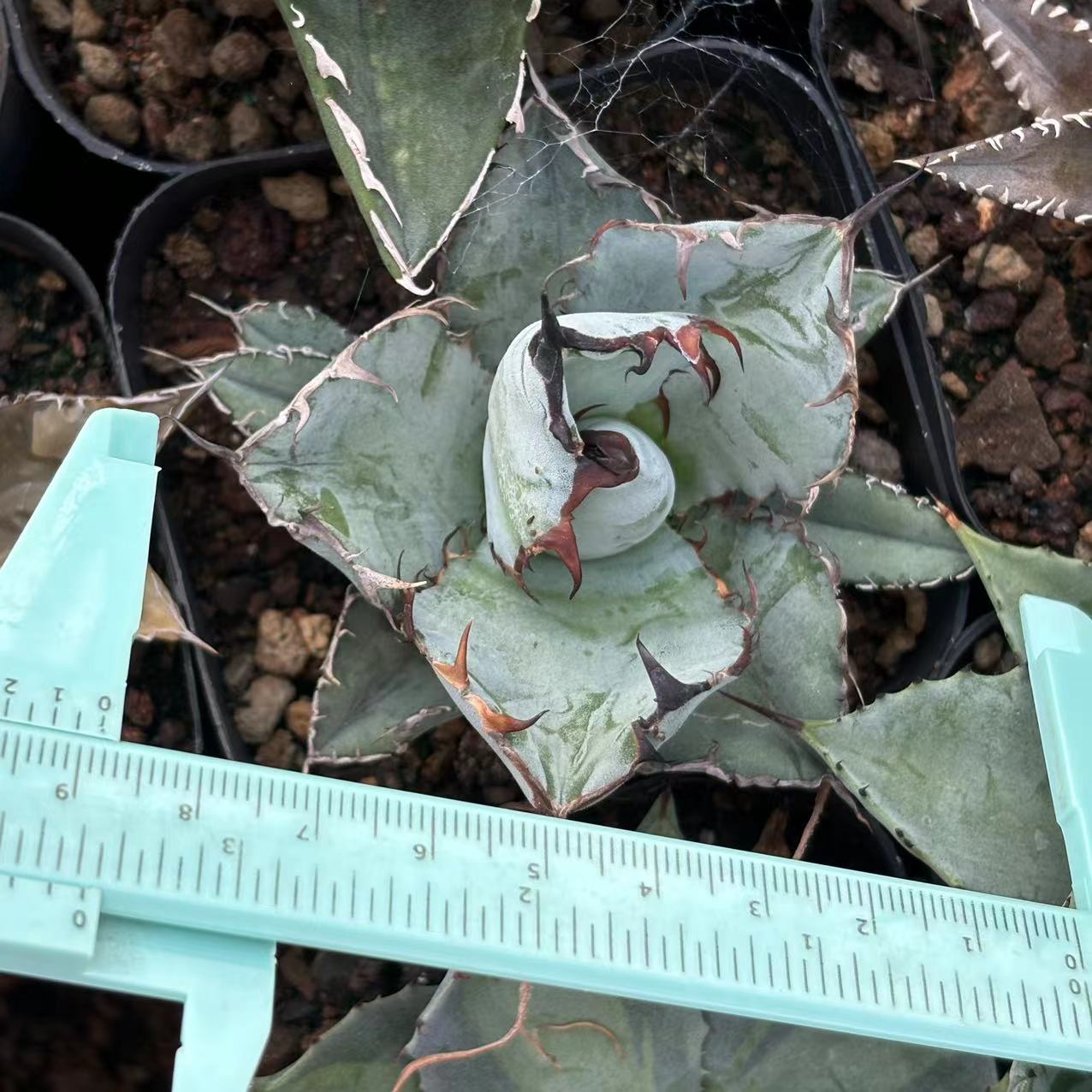 楽天市場】極上株アガベチタノタ ブラックアンドブルー 強棘 黒刺 2株