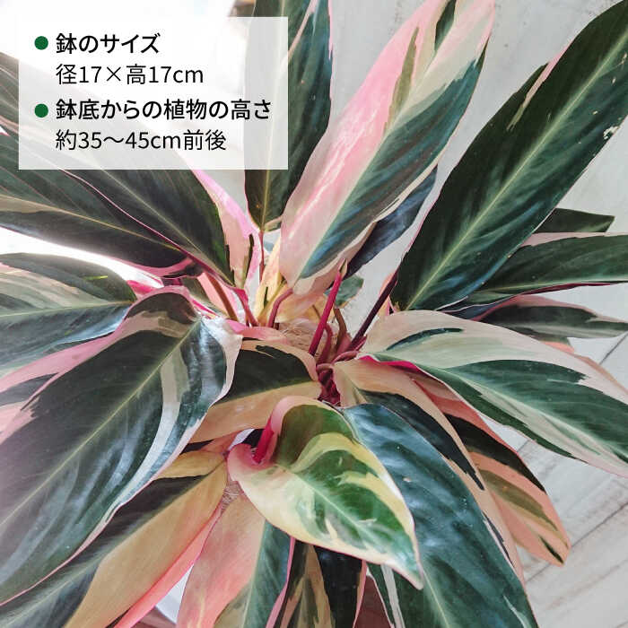 楽天市場】【ふるさと納税】緑、白、赤の色合いが絶妙！『ストロマンテ