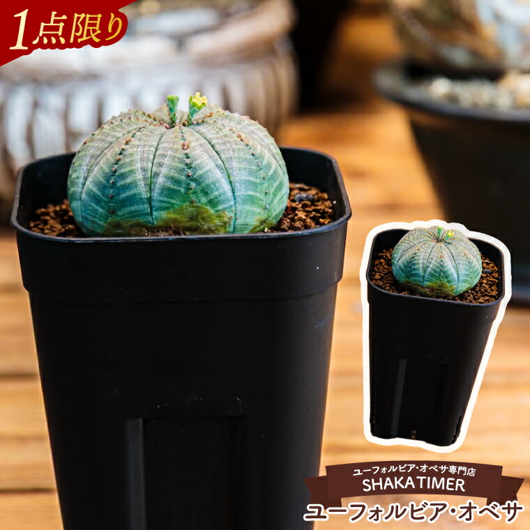 楽天市場】【ふるさと納税】【現品のみ】鹿嶋市産 実生ユーフォルビア