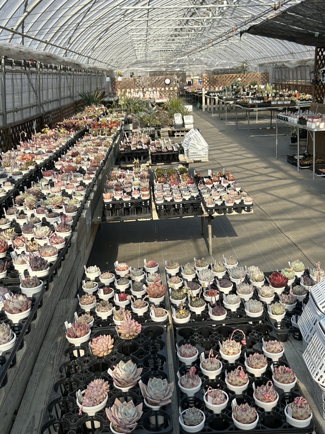 楽天市場】【ふるさと納税】 多肉植物 おまかせ セット おすすめ 5個