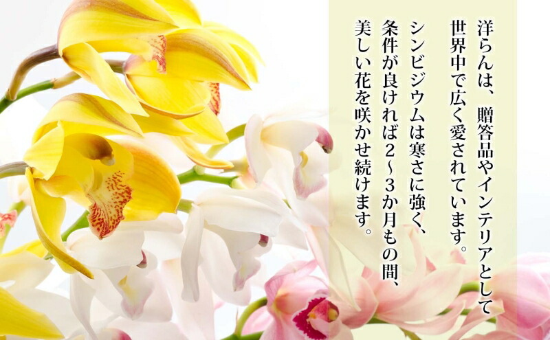 楽天市場】【ふるさと納税】湘南の洋蘭 シンビジウム 5～6本 陶器鉢