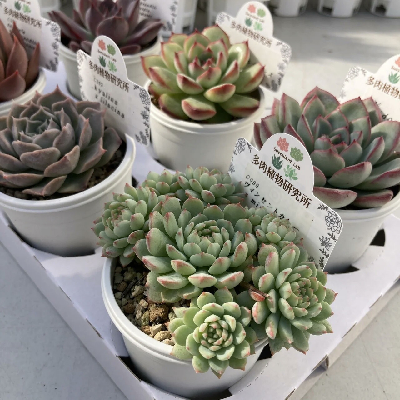 楽天市場】【ふるさと納税】生産者直送！ プレミアムアソート 多肉植物