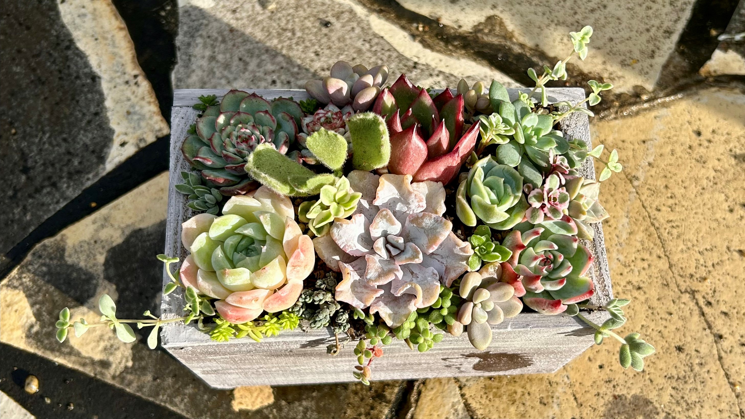 楽天市場】【ふるさと納税】多肉植物 木箱寄せ植え ／ aju succulent