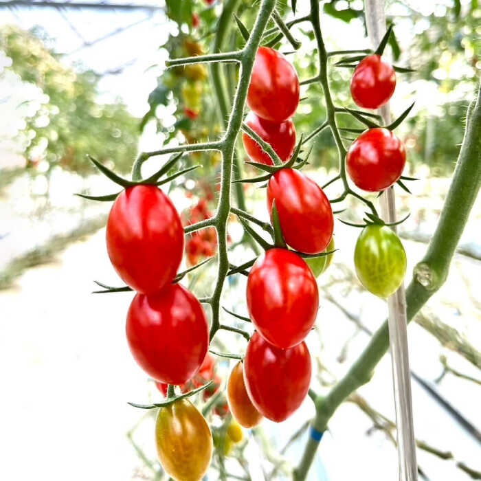 楽天市場】【ふるさと納税】 ミニトマト (フロランティーノ) 800g