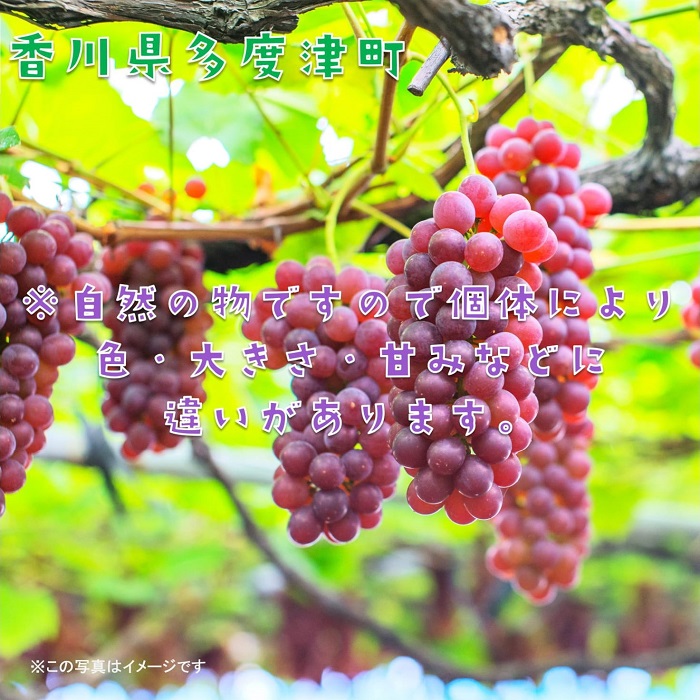 楽天市場】【ふるさと納税】多度津町白方特産 デラウェアぶどう【令和8