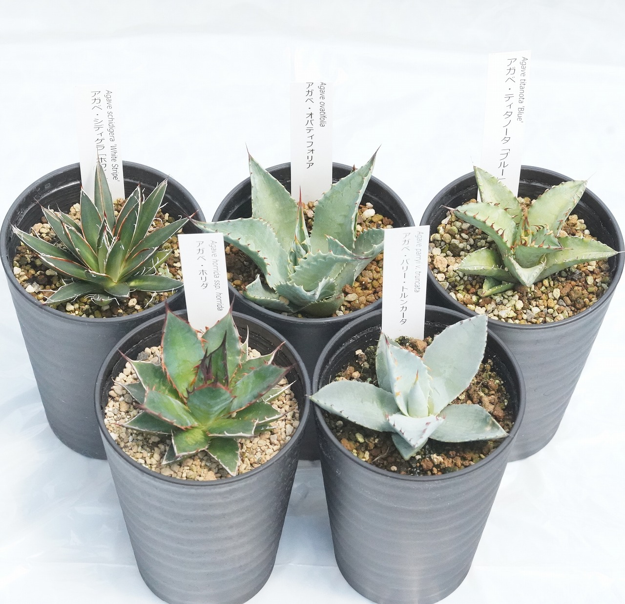 楽天市場】【ふるさと納税】多肉植物 インテリア アガベ 人気品種