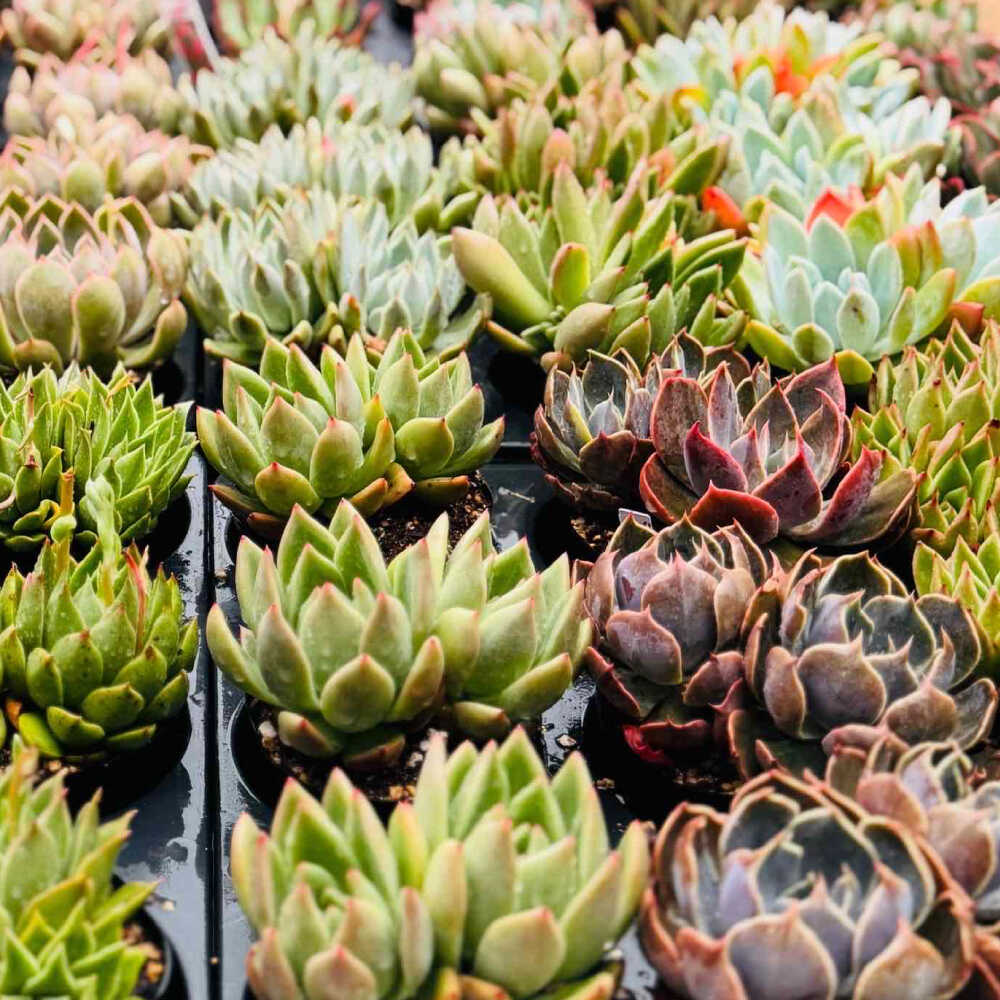 エケベリア群生 】鉢直径38センチのデカベリア7株➕20株のモッキモキ