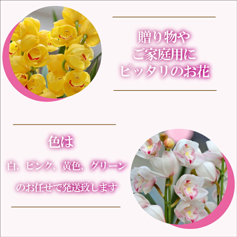 楽天市場】【ふるさと納税】 シンビジューム 花 2025年12月から発送 3