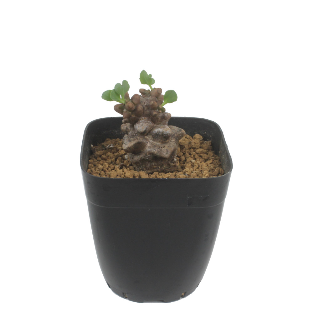 楽天市場】オトンナ・ヘレイ 2.5号【蛮鬼塔 ヘレー バンキトウ 観葉