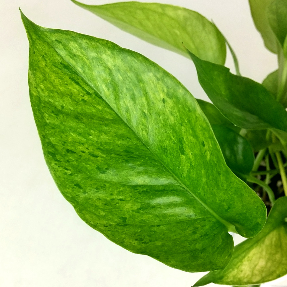 楽天市場】ポトス・テルノランコントル 5号 吊り【観葉植物 5寸