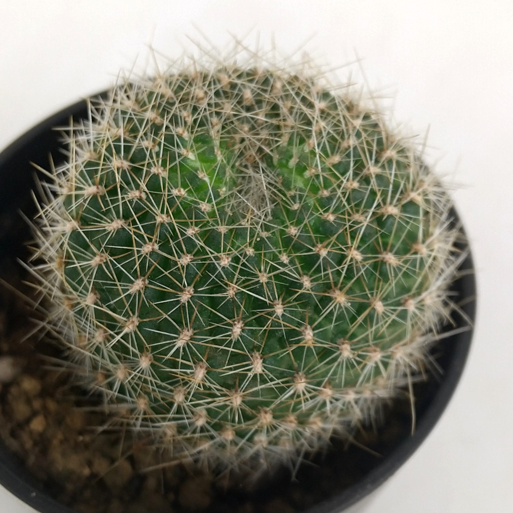 楽天市場】レブチア・宝山【観葉植物 サボテン 多肉植物 インテリア