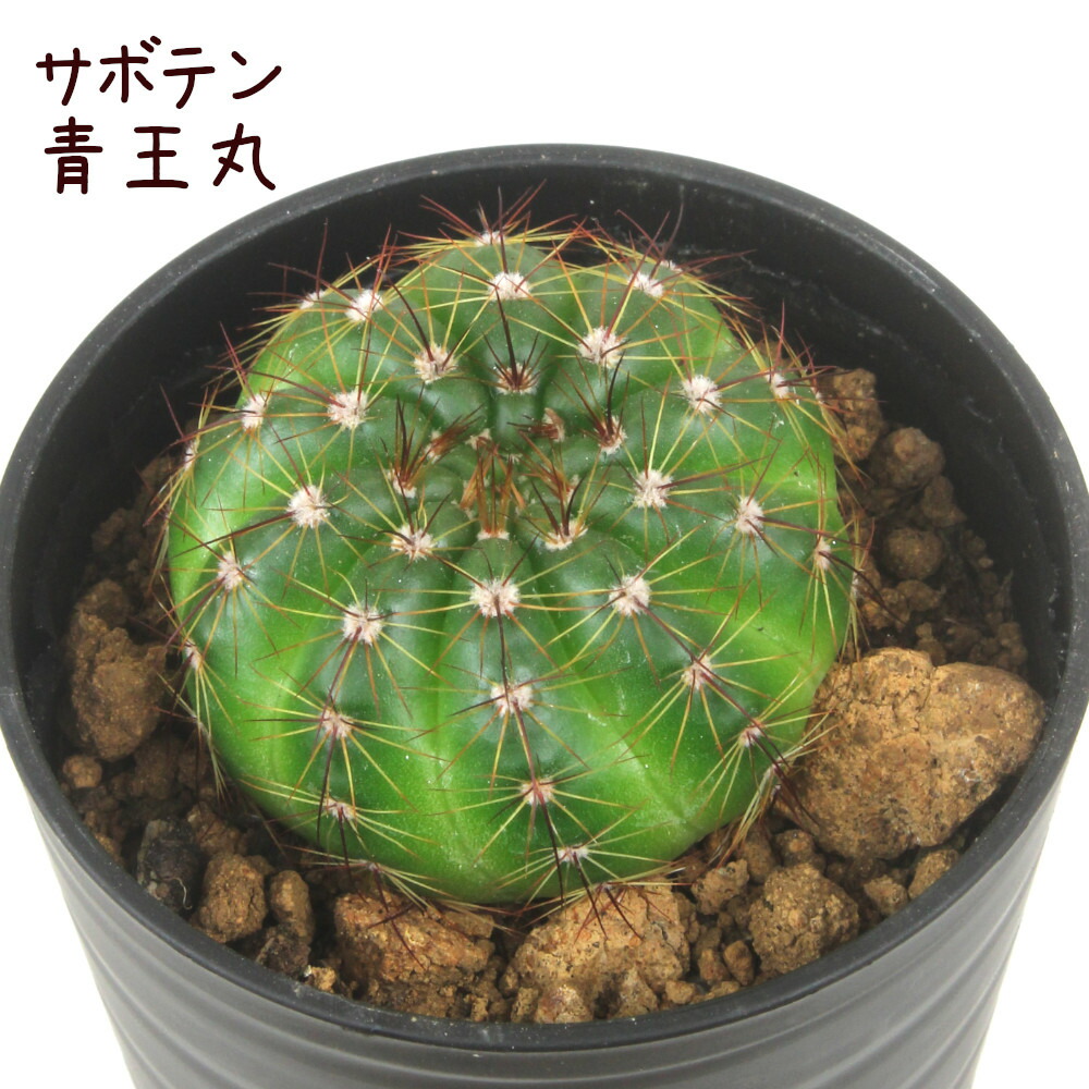 楽天市場】サボテン 黒王丸の通販