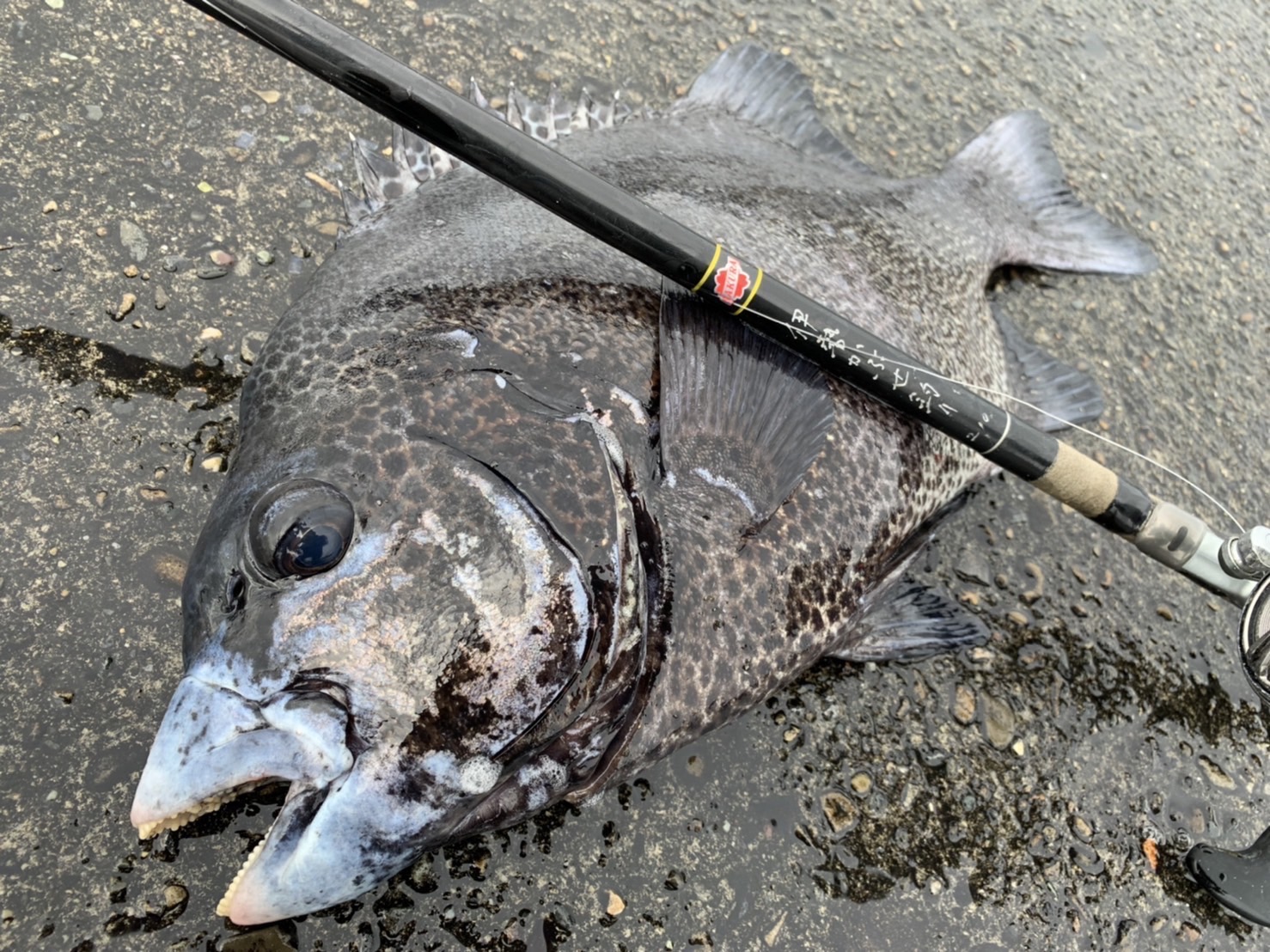 楽天市場】サクラ(櫻井釣具) 伊勢かぶせ釣り 210 : フィッシングトライ